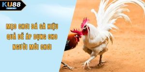 Mẹo chơi đá gà
