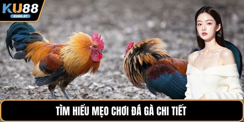 Tìm hiểu mẹo chơi đá gà chi tiết